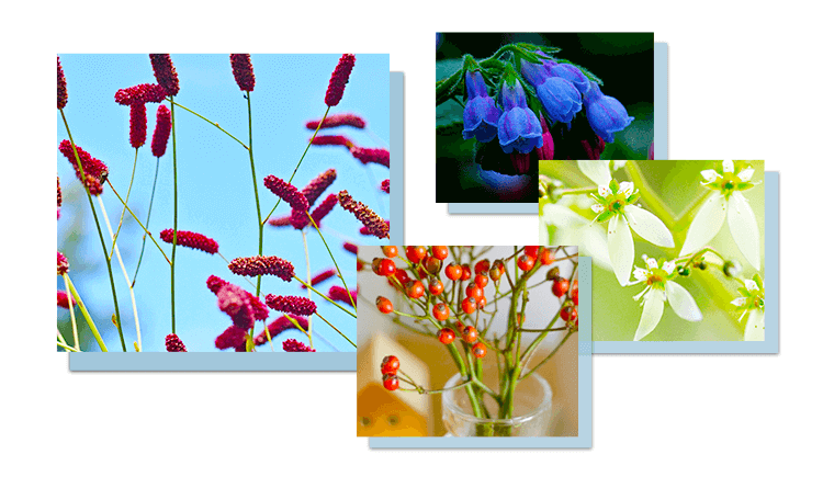 お肌の引き締め成分